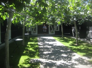 Beautiful avenue of fig trees between the little art gallery and the restaurant at the Black Barn Winery